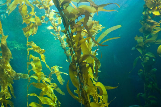 Unlocking the Ocean's Wellness Secret – Fucoidan