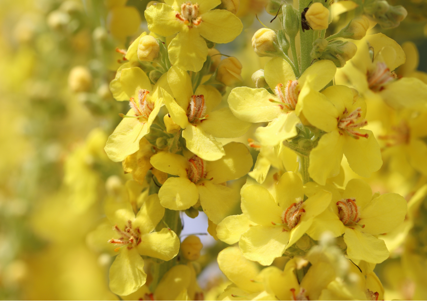 Mullein: Nature's Remedy for Clear Breathing