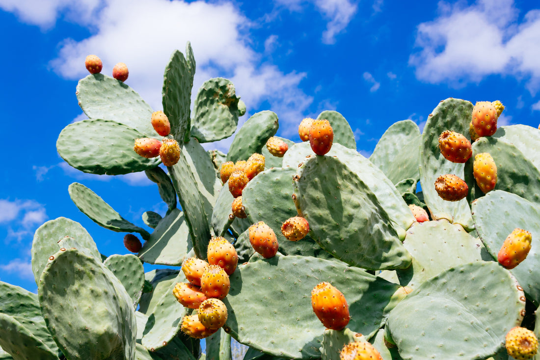 Nopal Cactus: Support Metabolism & Digestion with Prickly Pear Supplements