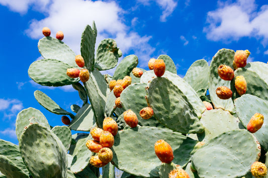 Nopal Cactus: Support Metabolism & Digestion with Prickly Pear Supplements