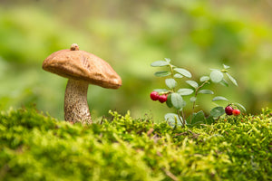 Mushrooms