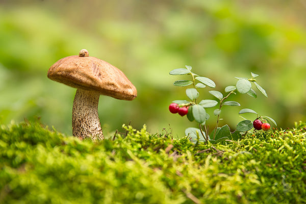 Mushrooms